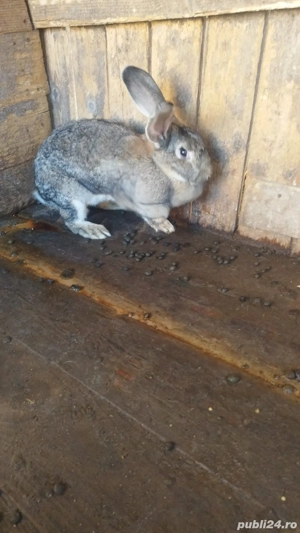 Iepuri de vanzare - imagine 3
