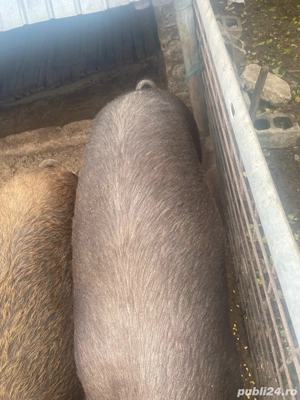  Porci de vanzare - imagine 4