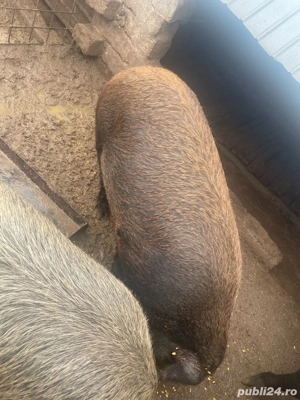  Porci de vanzare - imagine 5