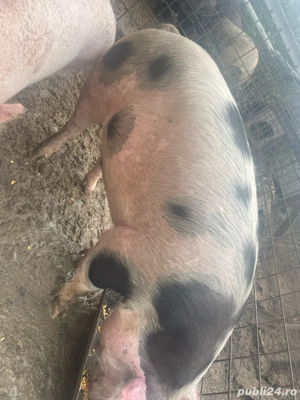  Porci de vanzare - imagine 3