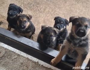 Pui ciobănesc german București Giurgiu  - imagine 2