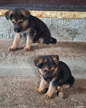 Vând pui ciobănesc german București Giurgiu 