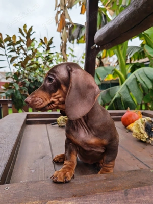 Teckel pitic - imagine 2