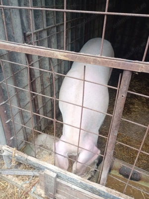 Vând porci de țară 