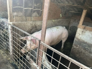 Vand porci - imagine 2