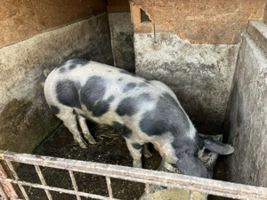 Vand porci - imagine 3