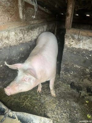 Vand porci - imagine 4