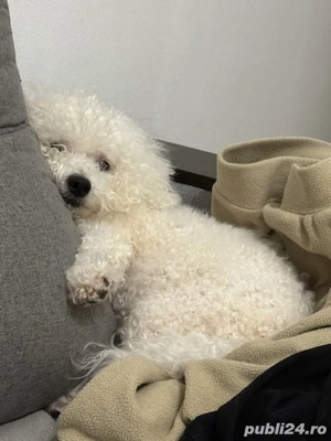   Pui de Bichon   disponibili! Caută familii iubitoare    - imagine 2