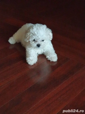   Pui de Bichon   disponibili! Caută familii iubitoare   