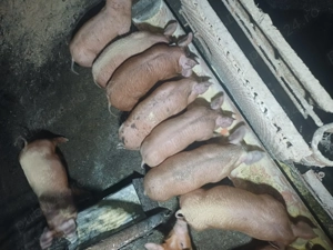 Vând purcei  - imagine 2