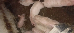 Purcei de carne - imagine 2