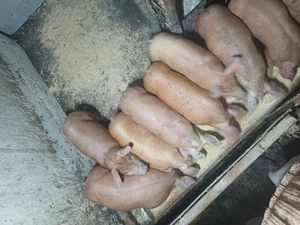 Vând purcei  - imagine 3