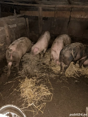 porci de vanzare - imagine 2