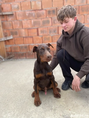 Pui de Doberman - imagine 2