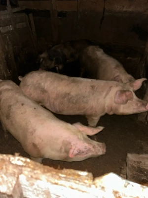 porci de vanzare