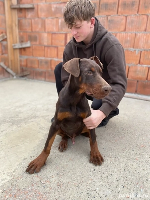 Pui de Doberman - imagine 3