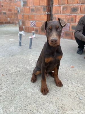 Pui de Doberman - imagine 5