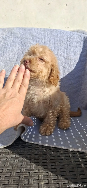 Pudel toy - imagine 4