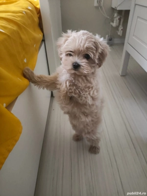 Maltipoo Mini Toy