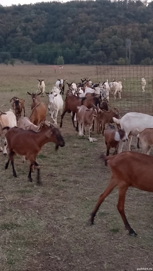 vind capre sau schimb cu diverse - imagine 4