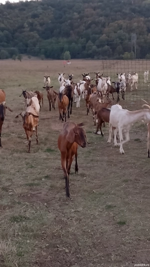 vind capre sau schimb cu diverse - imagine 5