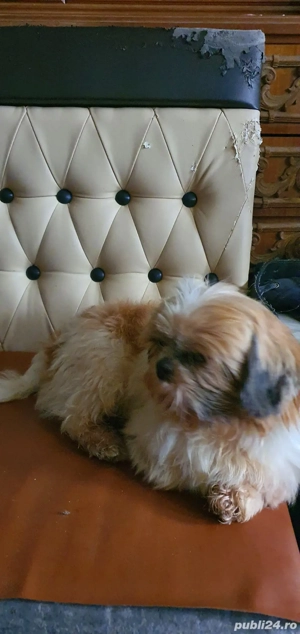 shih tzu talie mica - imagine 3