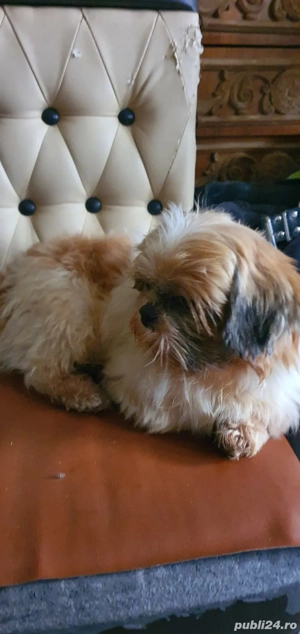 shih tzu talie mica - imagine 2
