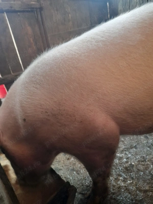 Vand porc Rasa Pietran - 200-230 kg - imagine 2