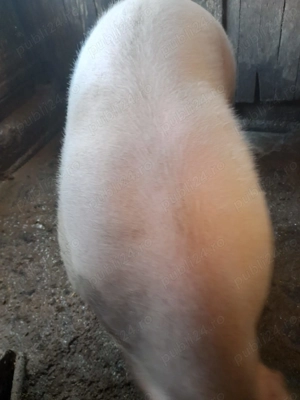 Vand porc Rasa Pietran - 200-230 kg - imagine 3