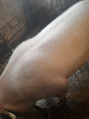 Vand porc Rasa Pietran - 200-230 kg - imagine 5