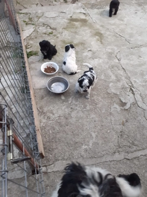 Cățeluși bichon  - imagine 5