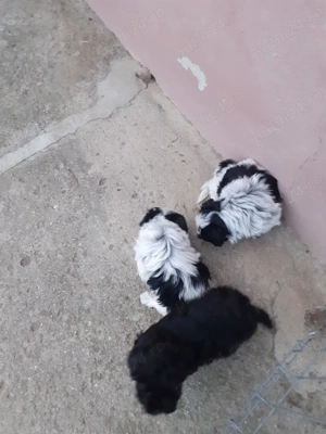 Cățeluși bichon - imagine 3