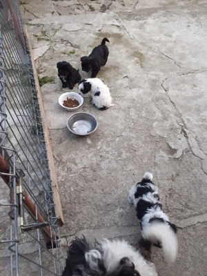 Cățeluși bichon  - imagine 3