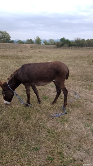 vind sau schimb magar  - imagine 2