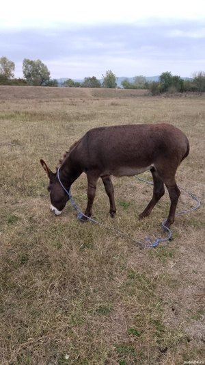 vind sau schimb magar 
