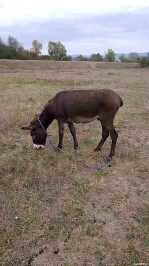 vind sau schimb magar  - imagine 4