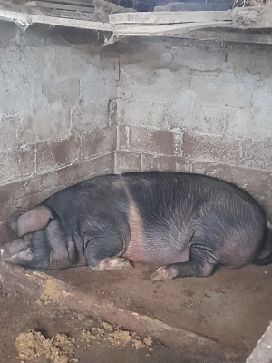 Vand porc rasa Bazna - 280-300 kg  - imagine 2