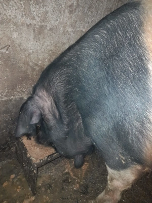 Vand porc rasa Bazna - 280-300 kg  - imagine 3