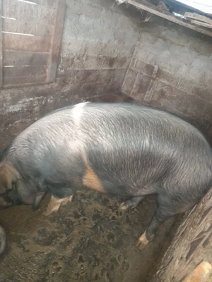 Vand porc rasa Bazna - 280-300 kg 