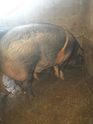 Vand porc rasa Bazna - 280-300 kg  - imagine 4