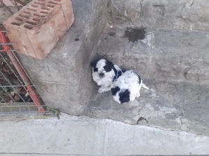 Cățeluși bichon - imagine 2