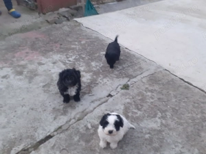 Cățeluși bichon - imagine 5