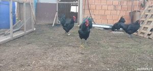 Cocosi Australorp originali