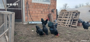 Cocosi Australorp originali - imagine 2