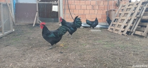 Cocosi Australorp originali - imagine 3