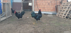 Cocosi Australorp originali - imagine 4