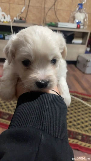 Vând cațel  - imagine 3