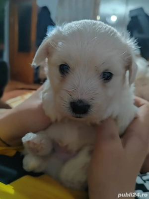 Vând cațel  - imagine 2