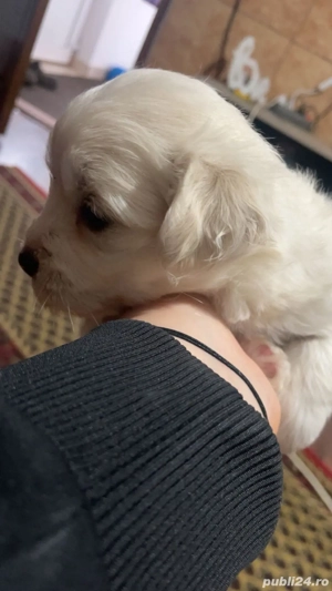 Vând cațel  - imagine 4