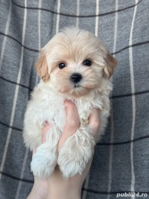Maltipoo Mini Toy 